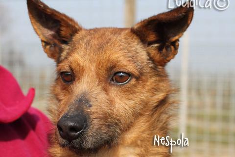 Nespola